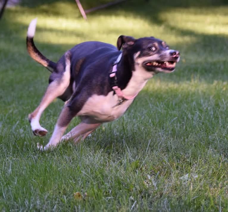 Loki, an American Pit Bull Terrier and Alaskan Malamute mix tested with EmbarkVet.com