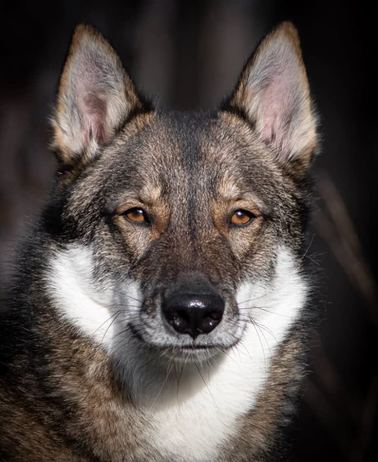 Vidar, a West Siberian Laika tested with EmbarkVet.com