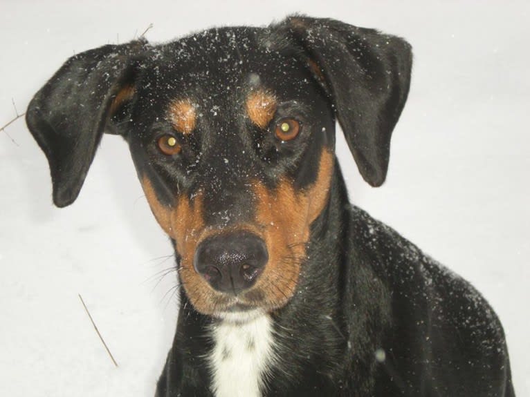 Jinx, a Doberman Pinscher and English Springer Spaniel mix tested with EmbarkVet.com