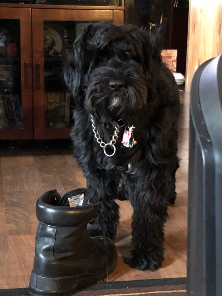 Ethyl, a Portuguese Water Dog tested with EmbarkVet.com
