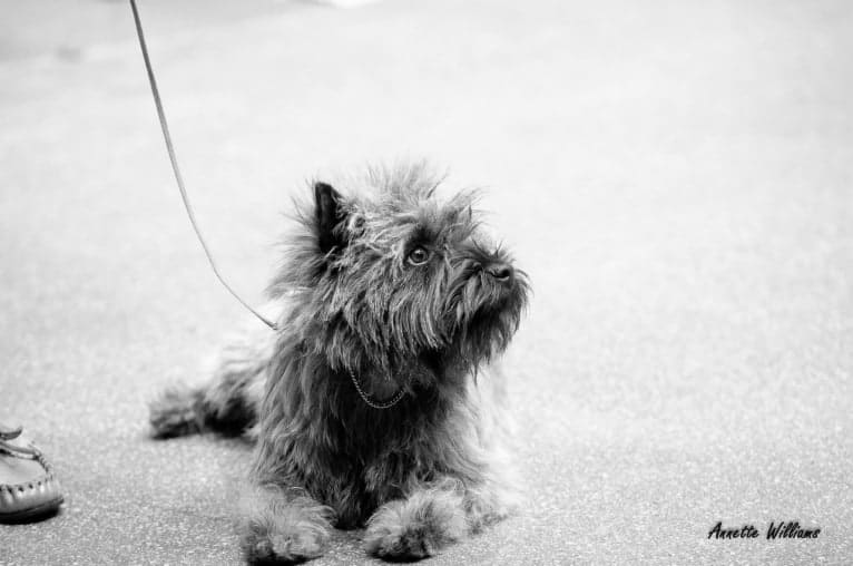 Izzy, a Cairn Terrier tested with EmbarkVet.com