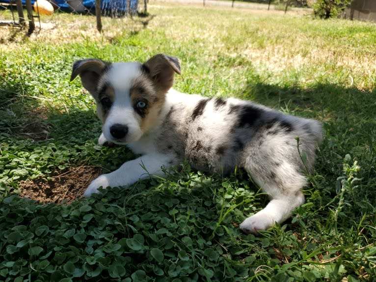 Ziggy Stardust, a Miniature/MAS-type Australian Shepherd and Pembroke Welsh Corgi mix tested with EmbarkVet.com