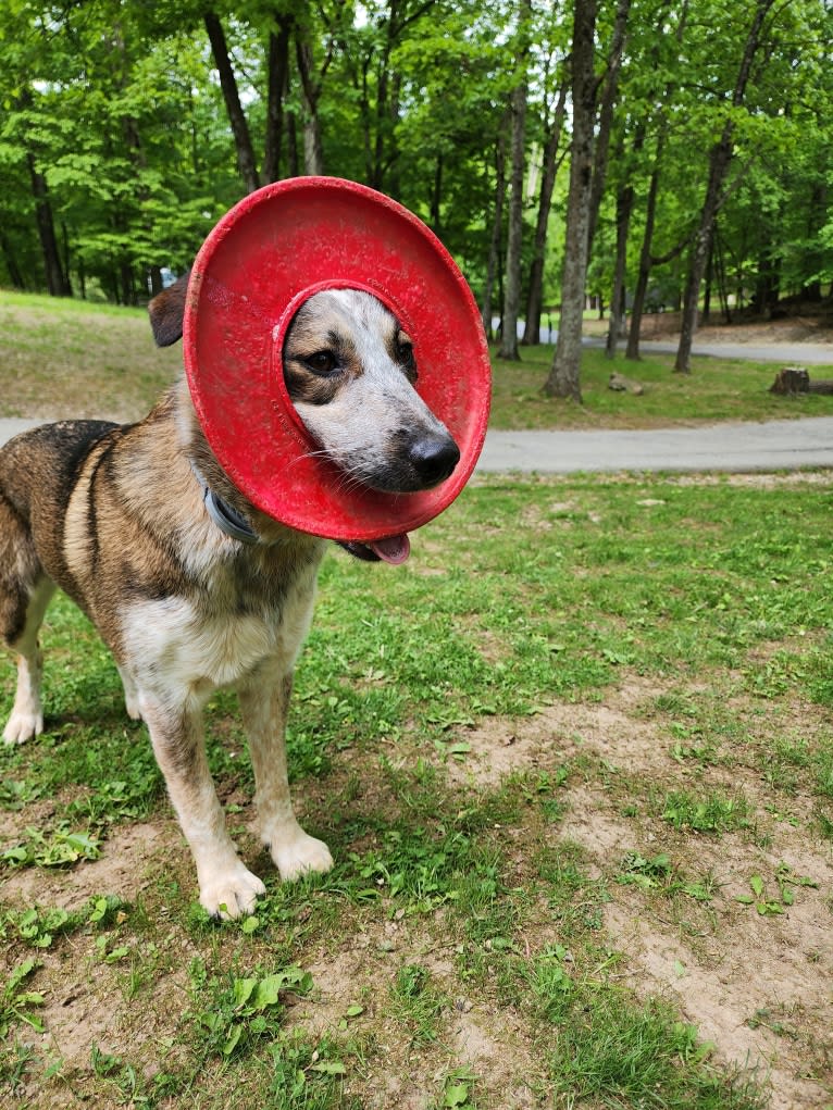 Nash, an Australian Shepherd and Labrador Retriever mix tested with EmbarkVet.com