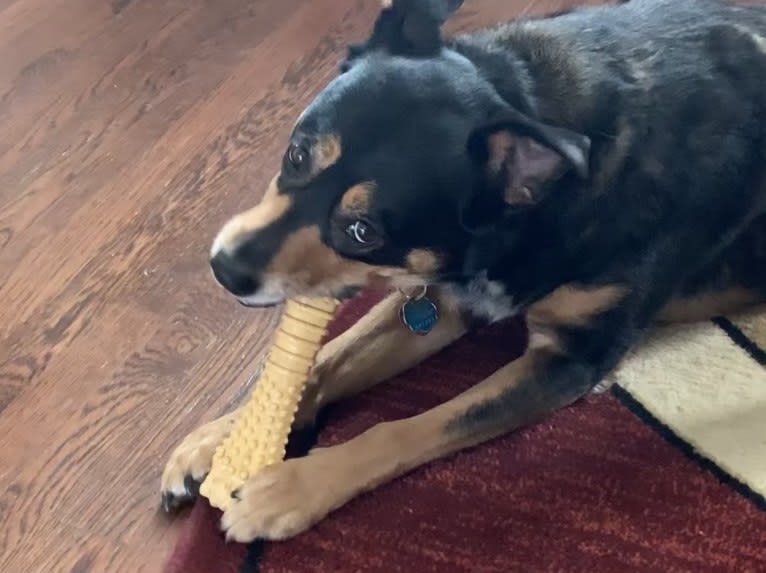 Cythera, an Australian Cattle Dog and American Pit Bull Terrier mix tested with EmbarkVet.com