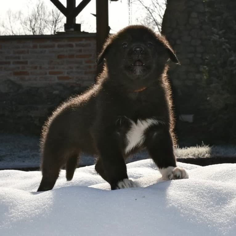 Ivy, a Siberian Husky and Belgian Sheepdog mix tested with EmbarkVet.com