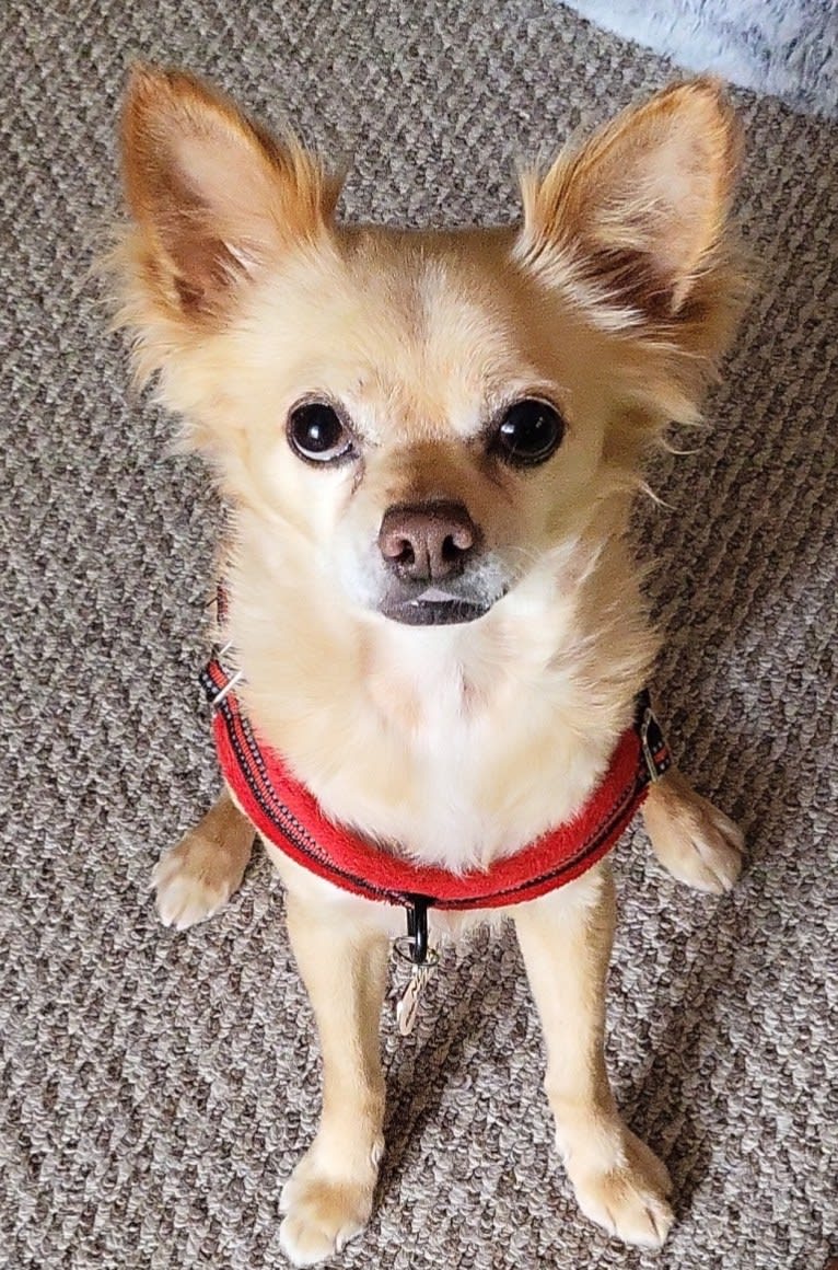 Nuxi, a Chihuahua and Bichon Frise mix tested with EmbarkVet.com