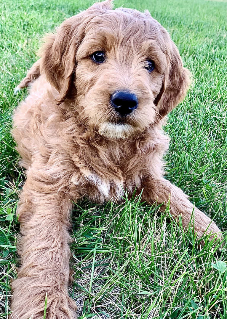 Black Collar, a Goldendoodle tested with EmbarkVet.com