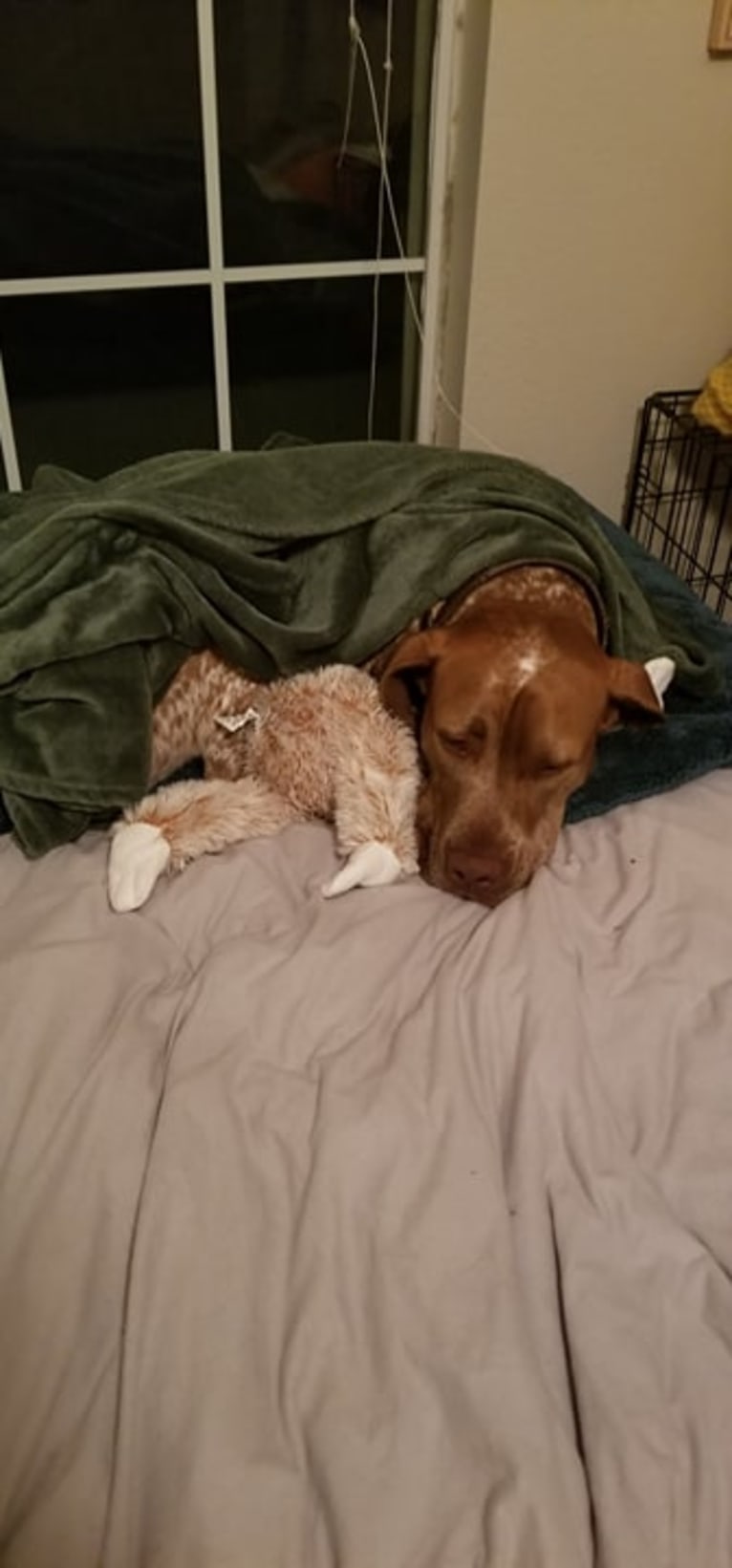 Rhett, an American Pit Bull Terrier and German Shorthaired Pointer mix tested with EmbarkVet.com