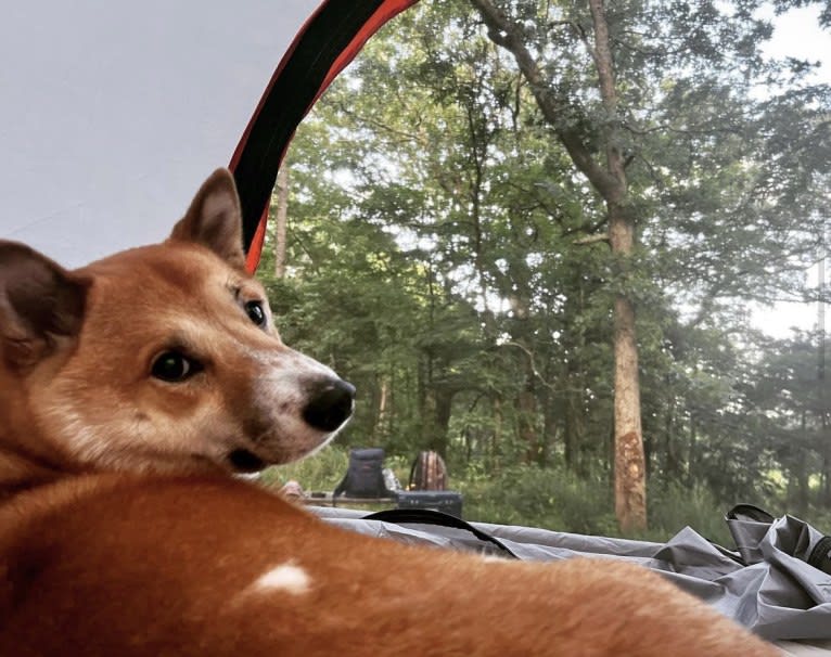 Logan, a Shiba Inu tested with EmbarkVet.com