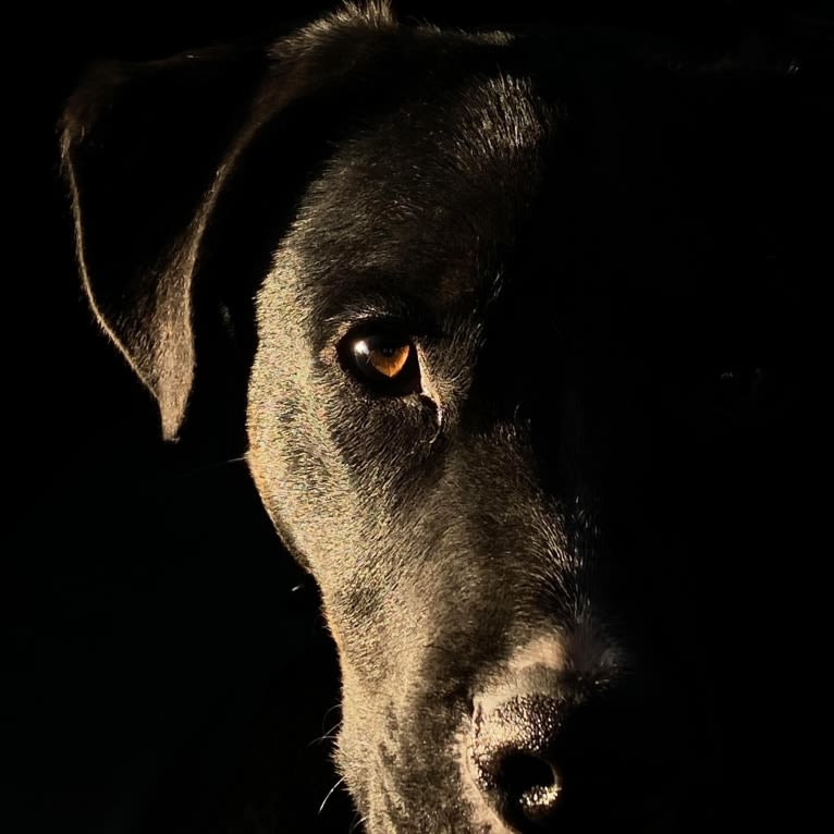 Fauci, a German Shepherd Dog and Bulldog mix tested with EmbarkVet.com