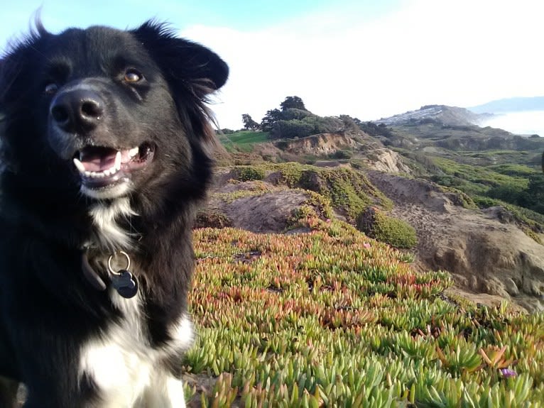 Bella, a Border Collie and Pembroke Welsh Corgi mix tested with EmbarkVet.com