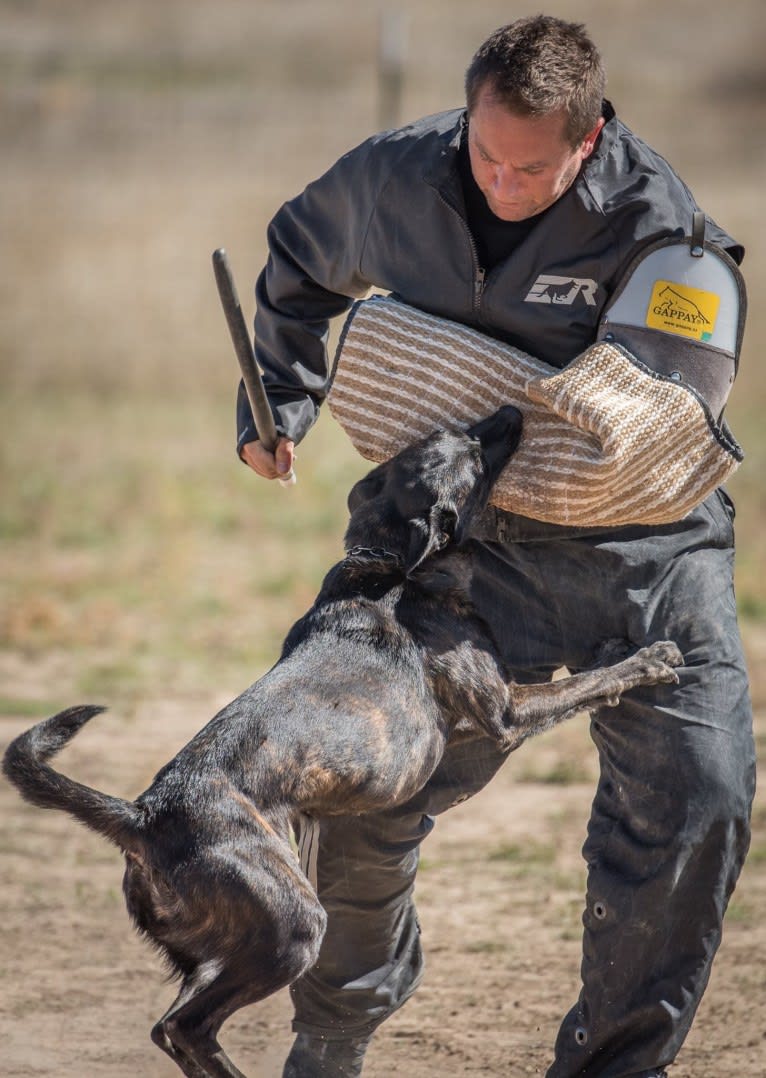 Nike des las Flores, a Dutch Shepherd tested with EmbarkVet.com