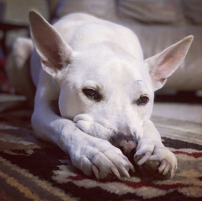 Radar, an American Pit Bull Terrier and Boxer mix tested with EmbarkVet.com