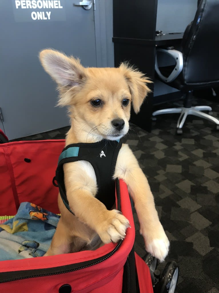 Abigail, a Poodle (Small) and Chihuahua mix tested with EmbarkVet.com