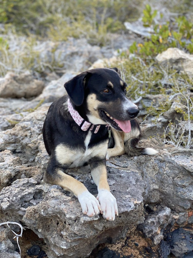 South, an American Village Dog tested with EmbarkVet.com