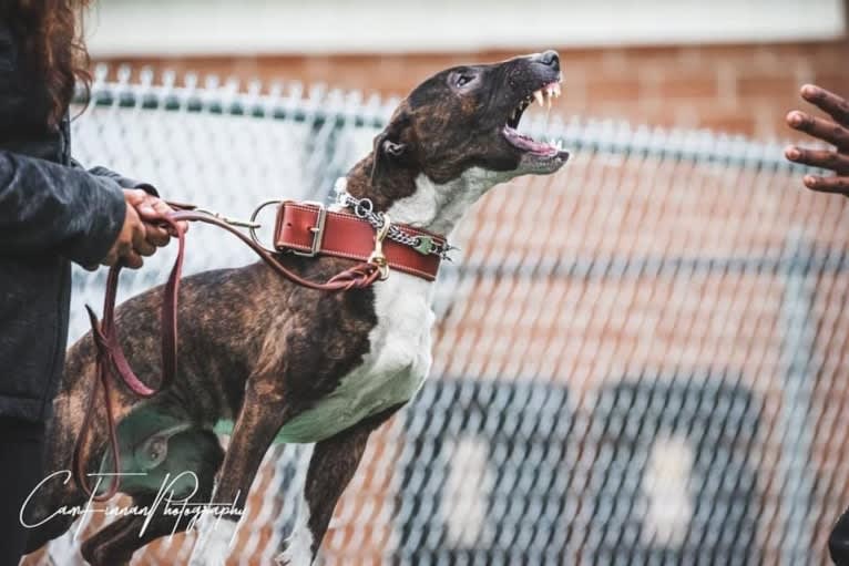 Dippy, a Bull Terrier tested with EmbarkVet.com