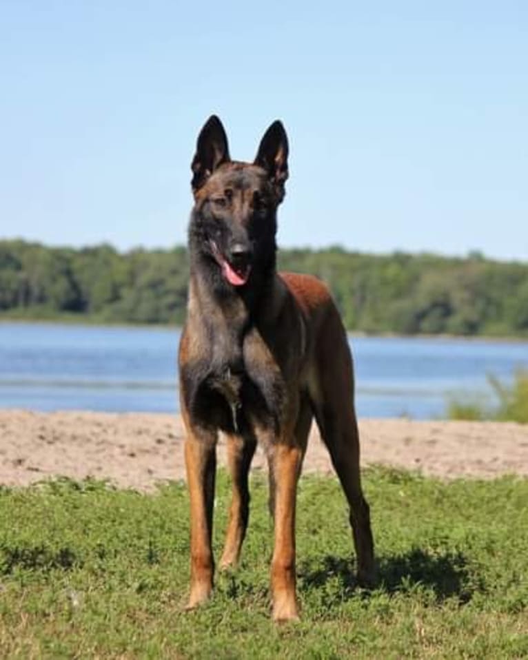 Porter, a Belgian Shepherd tested with EmbarkVet.com