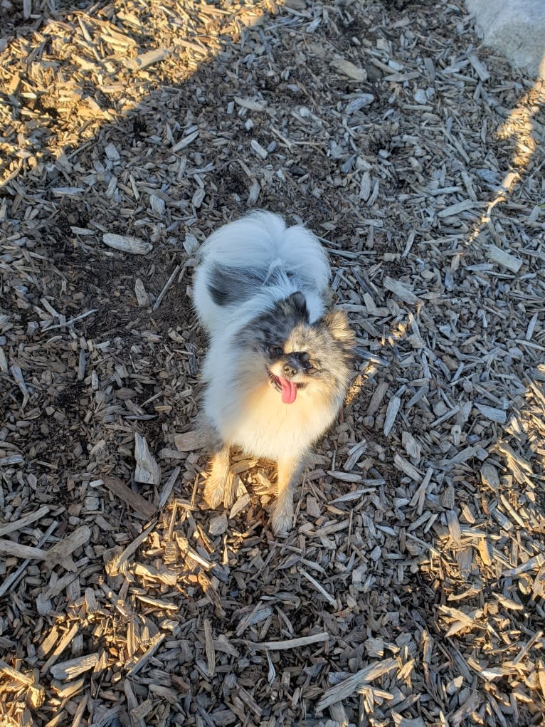 Fred, a Pomeranian and Pekingese mix tested with EmbarkVet.com