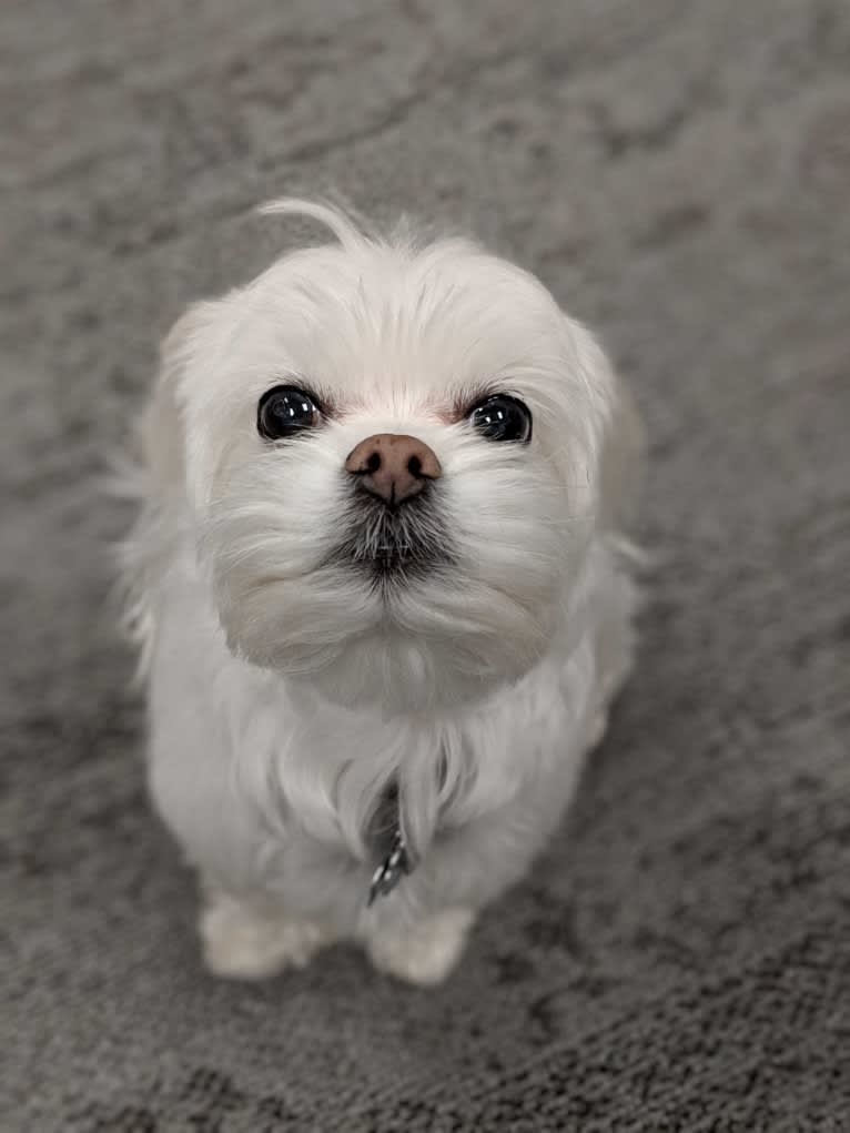 Otto von Bisbark (Otto), a Poodle (Small) and Shih Tzu mix tested with EmbarkVet.com