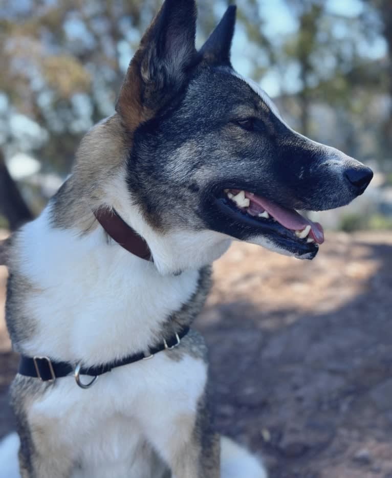 Legoshi, a Central Asian Village Dog tested with EmbarkVet.com