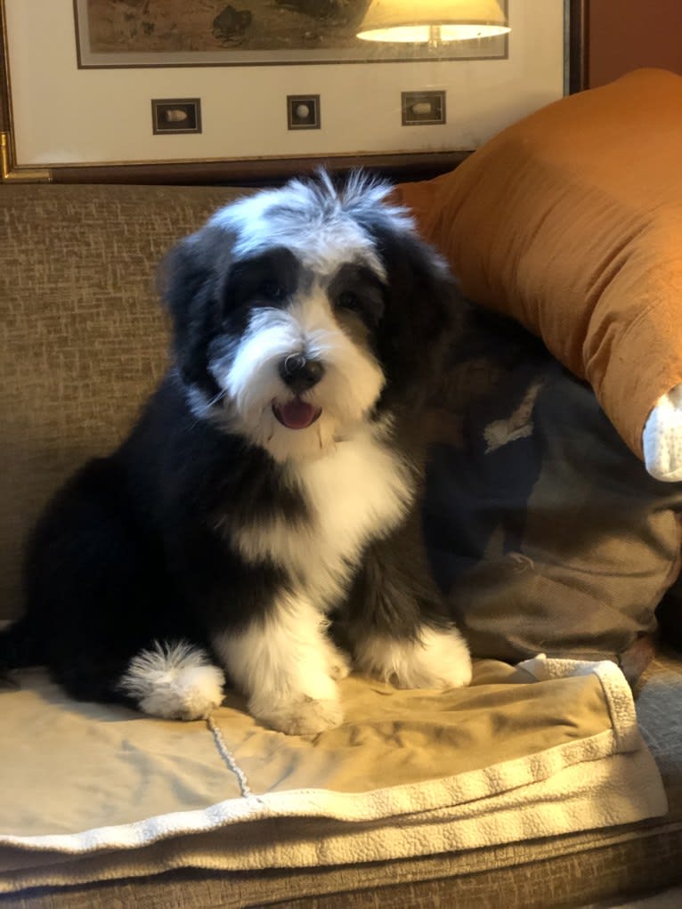 Rosie, a Bearded Collie tested with EmbarkVet.com