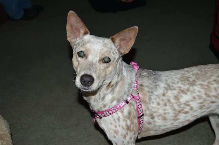Bella, an Australian Cattle Dog and Catahoula Leopard Dog mix tested with EmbarkVet.com