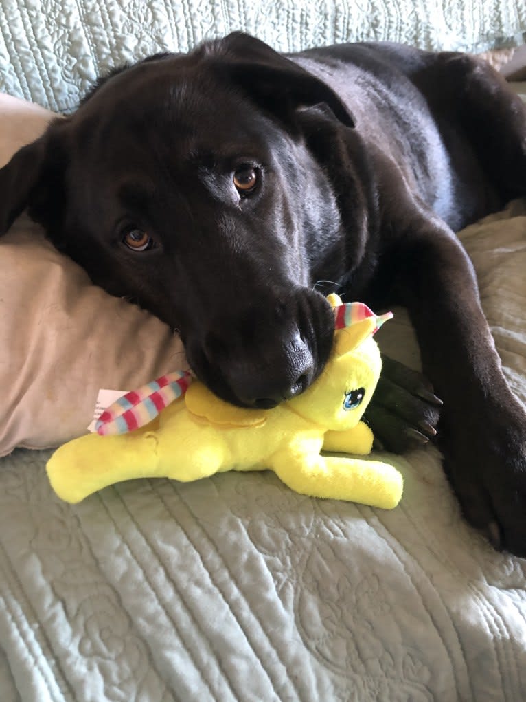 Reggie, a German Shepherd Dog and Chinese Shar-Pei mix tested with EmbarkVet.com