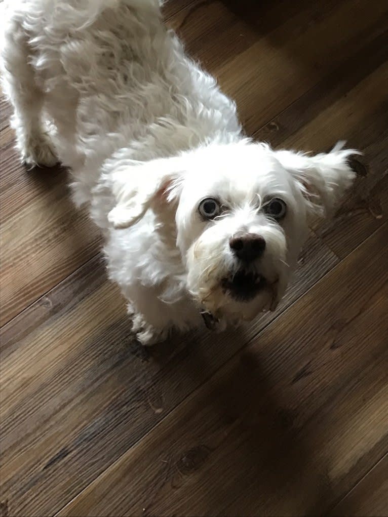 Simon Mose Bright, a Lhasa Apso and Bichon Frise mix tested with EmbarkVet.com