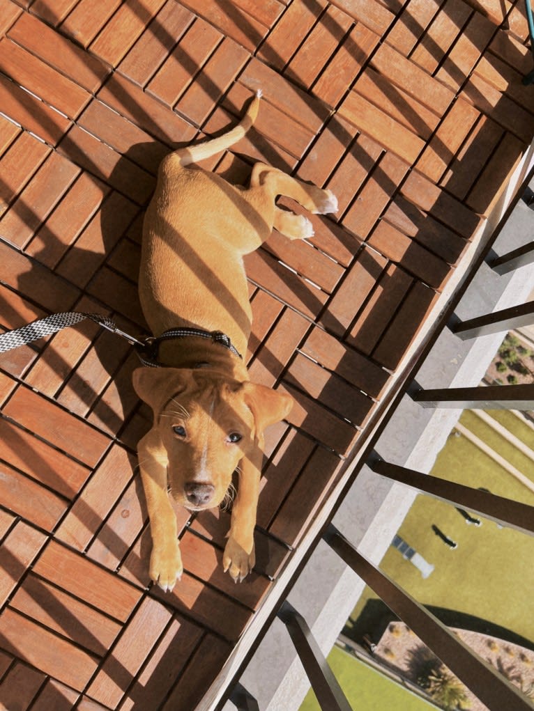 Laszlo, an Australian Cattle Dog and American Pit Bull Terrier mix tested with EmbarkVet.com