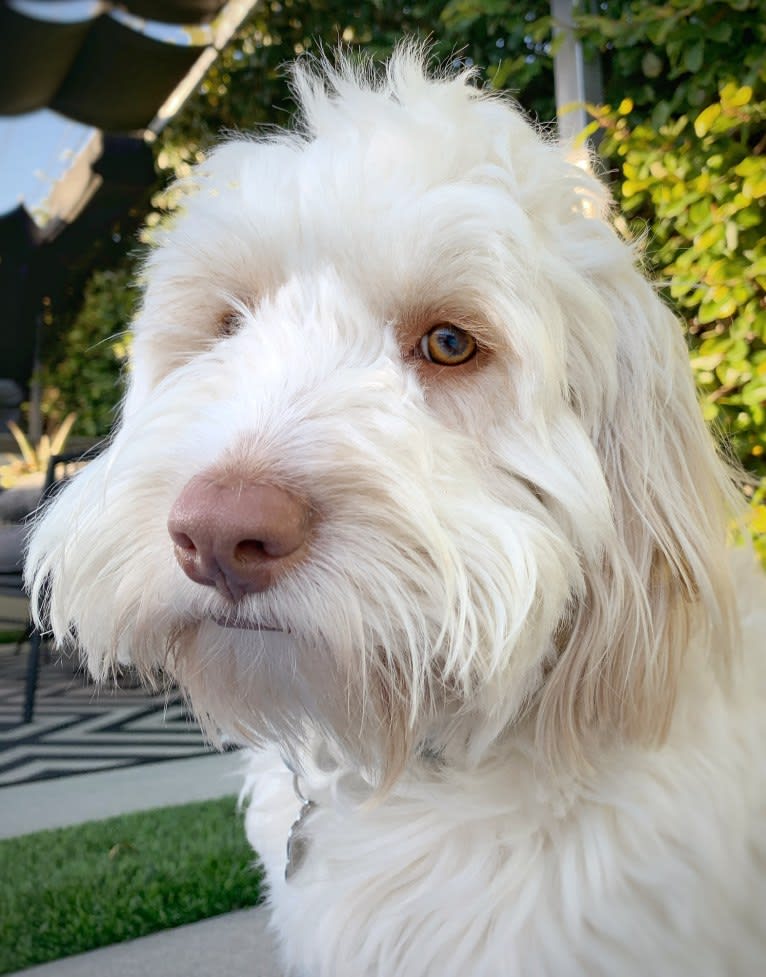 Toby-Joe, a Cocker Spaniel and Bichon Frise mix tested with EmbarkVet.com