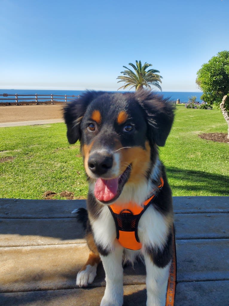 Champ Ice, an Australian Shepherd tested with EmbarkVet.com