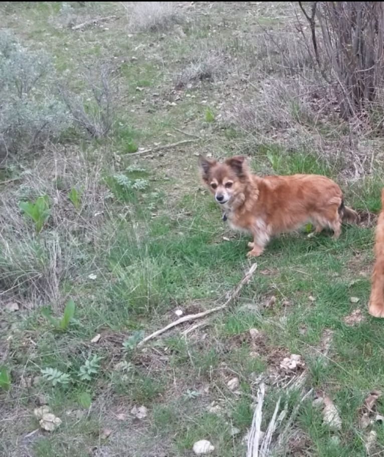 Max, a Chihuahua tested with EmbarkVet.com