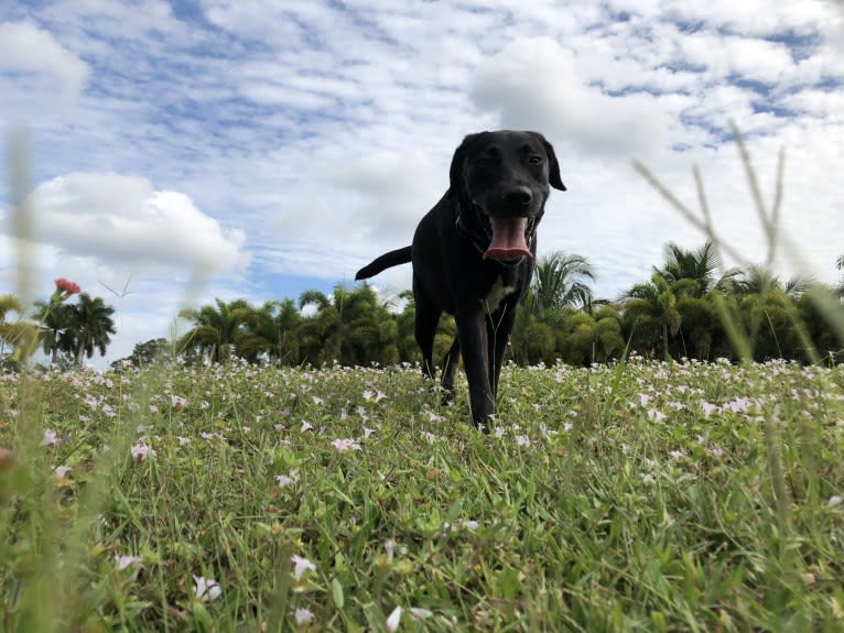 Kaida, a Labrador Retriever and Australian Shepherd mix tested with EmbarkVet.com