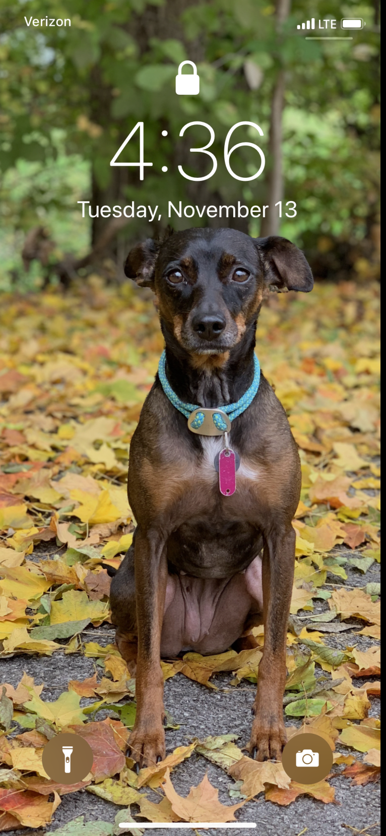 Ruby, a Poodle (Small) and Miniature Pinscher mix tested with EmbarkVet.com