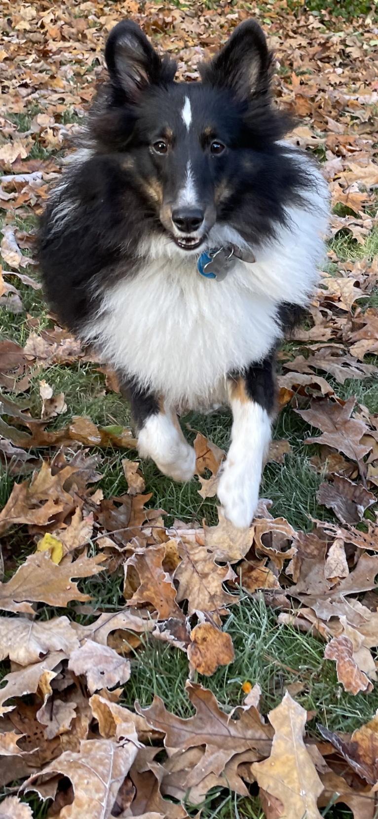 Whiskey Cash Adams, a Shetland Sheepdog tested with EmbarkVet.com