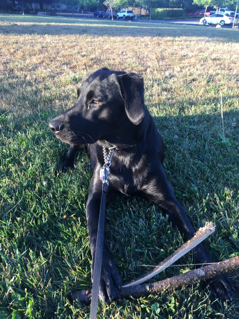 Lucy, a Labrador Retriever tested with EmbarkVet.com