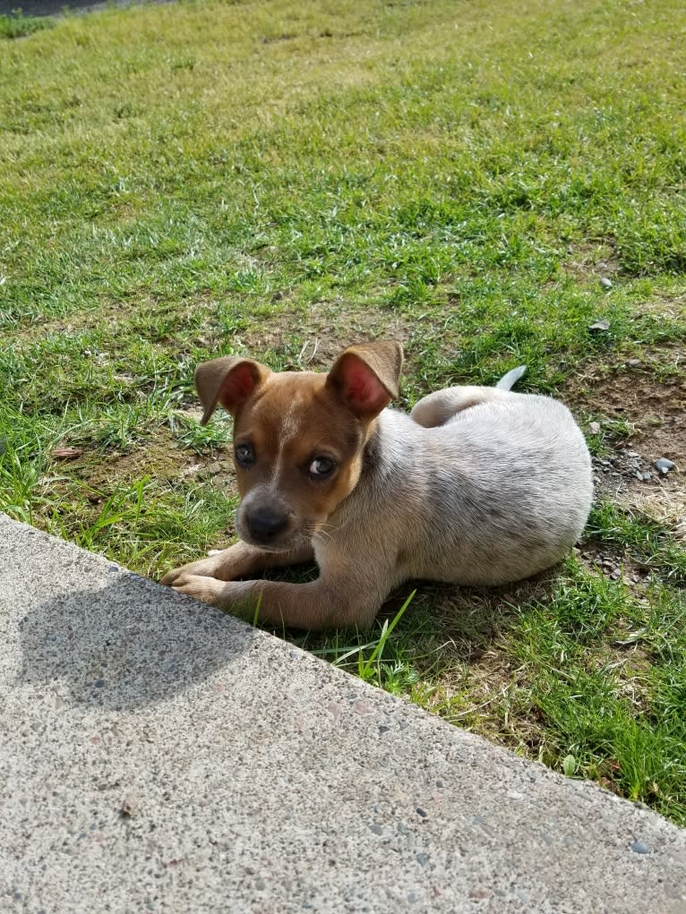 Tulsa Bleu, an Australian Cattle Dog and American Pit Bull Terrier mix tested with EmbarkVet.com