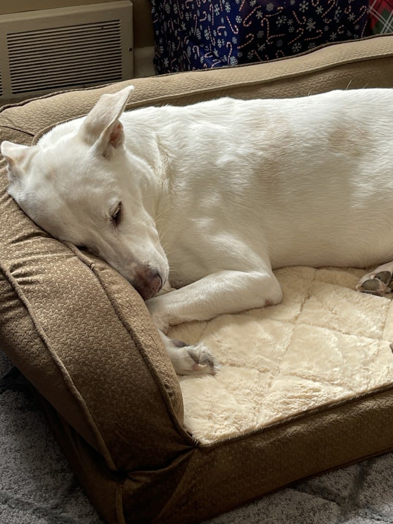 Darwin, a Chow Chow and Labrador Retriever mix tested with EmbarkVet.com