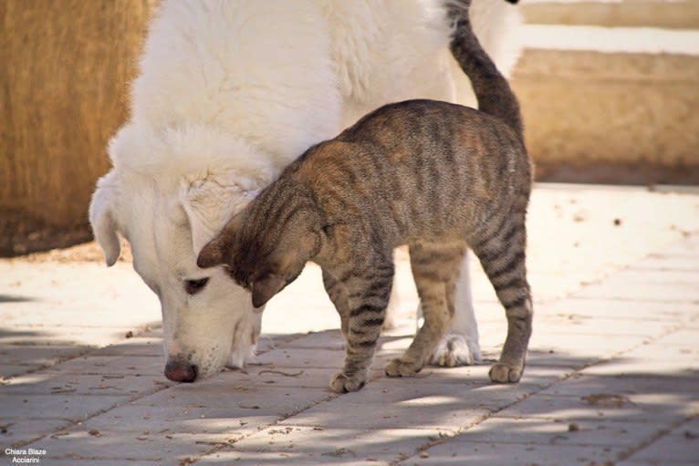 Abigail, an Eastern European Village Dog tested with EmbarkVet.com