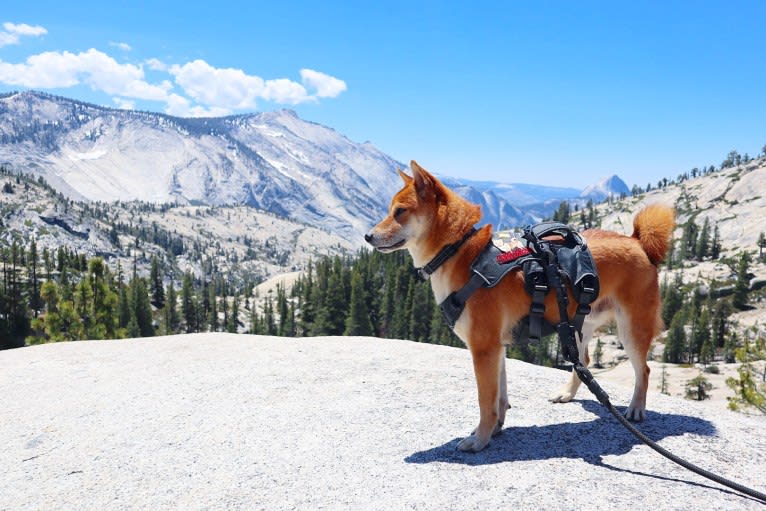 Max, a Shiba Inu tested with EmbarkVet.com