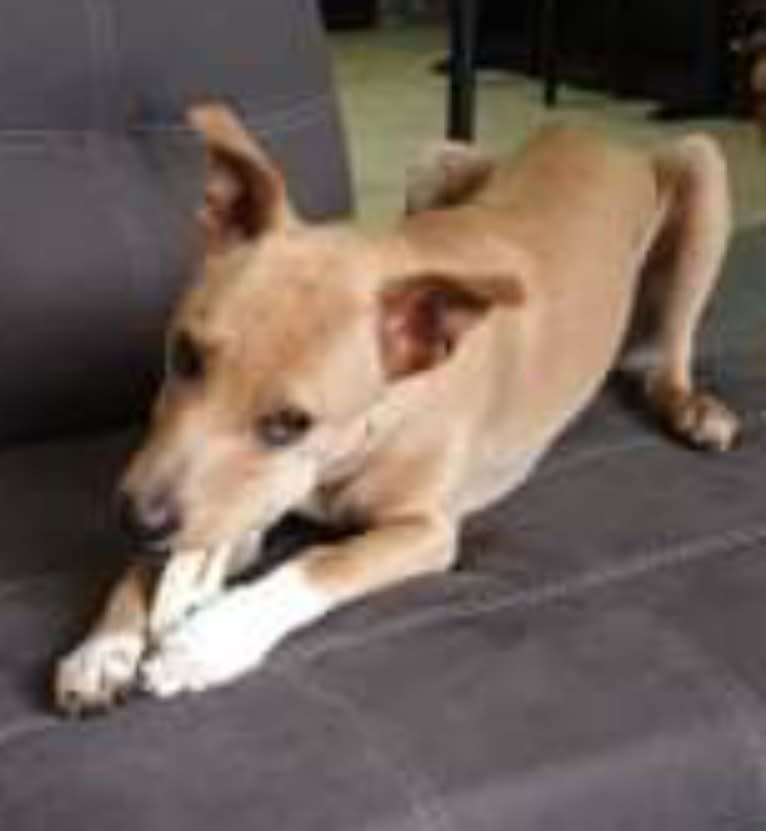 Dizzy, a Melanesian Village Dog tested with EmbarkVet.com