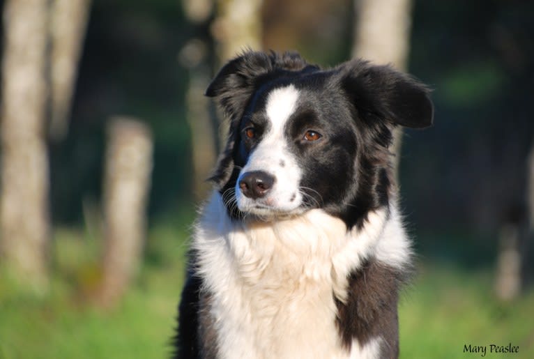 Peaslee’s Talisman, an English Shepherd tested with EmbarkVet.com