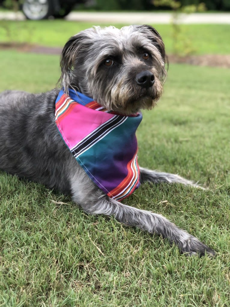 Garbage Bin, a Miniature Schnauzer and Australian Shepherd mix tested with EmbarkVet.com