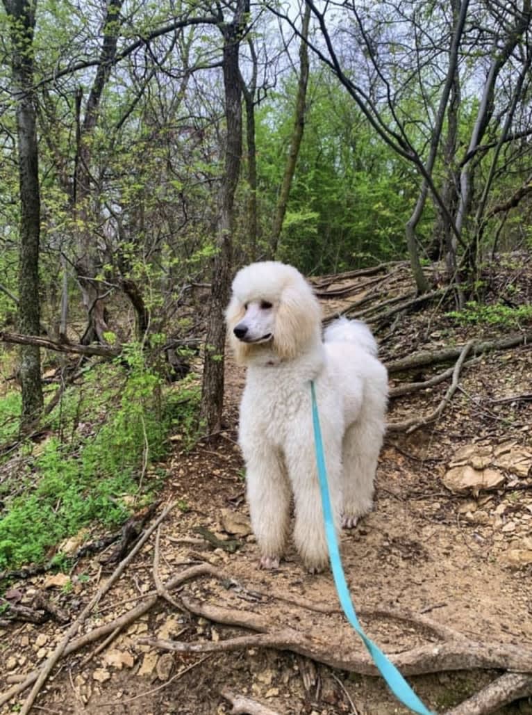 Bella, a Poodle (Standard) tested with EmbarkVet.com