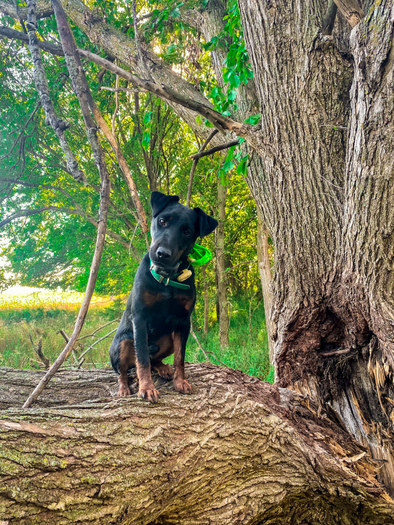 Jude, a Jagdterrier tested with EmbarkVet.com