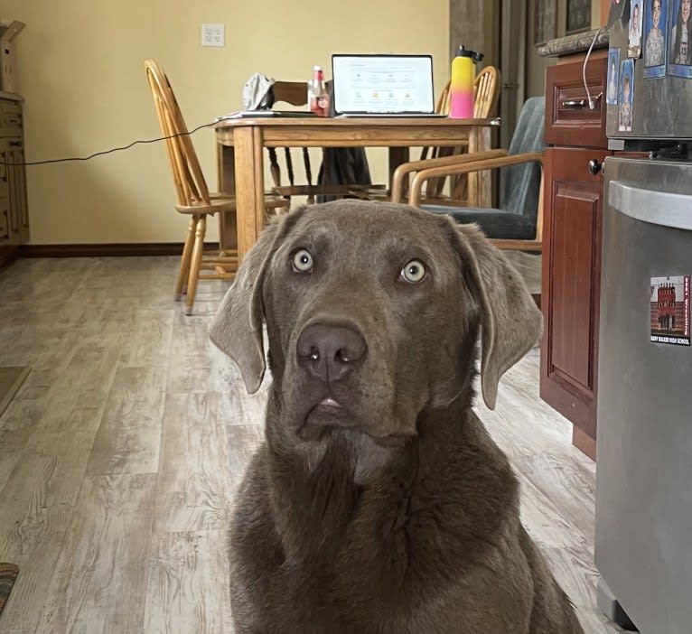 Brock, a Labrador Retriever tested with EmbarkVet.com