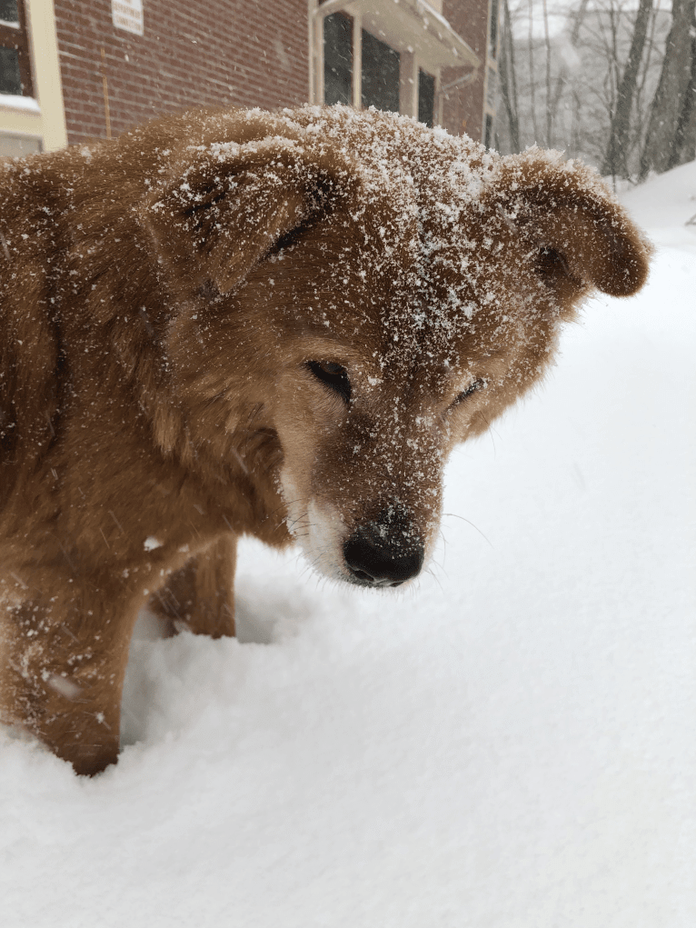 Sunny, a Chow Chow and Australian Cattle Dog mix tested with EmbarkVet.com