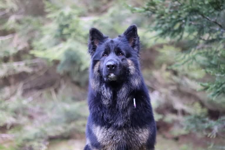 Wolkän, a German Shepherd Dog tested with EmbarkVet.com