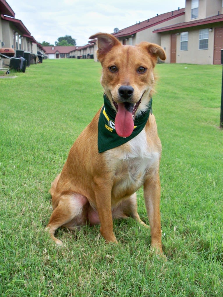 Gatsby, an Australian Shepherd and Chow Chow mix tested with EmbarkVet.com