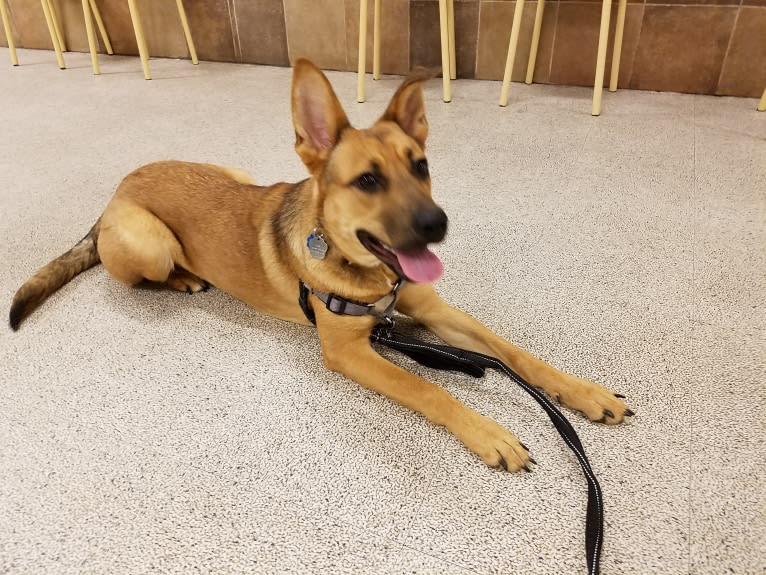 Max, a German Shepherd Dog and Rat Terrier mix tested with EmbarkVet.com